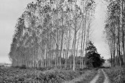 Field Road, Cordenons, Italy