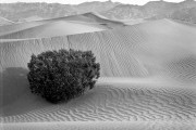 Sand Dunes, Death Valley, CA