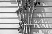 Vined Trellis, Owatonna, MN
