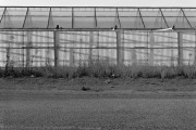 Greenhouse, Salinas, CA - 890830-Bs Greenhouse, Salinas, CA