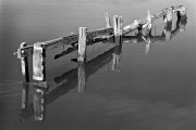 Tressel, Elkhorn Slough, Moss Landing, CA