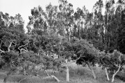 Oak Stand, Elkhorn Slough, Moss Landing, CA