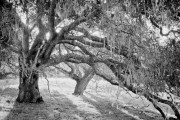 Carmel Oaks, Carmel Valley, CA