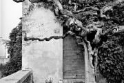 Centurion Tree, Cordigniano