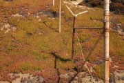 Fence, Fort Ord, CA