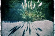 Pampas Shade