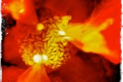 Seed of a Thought