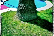 Rooted