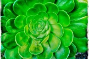 Thorn Lotus