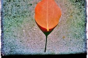 Leaf Dial