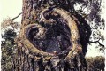 Heart Tree