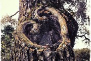 Heart Tree